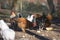 Group of Hens of Various Colors inside a Farmhouse