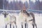 Group herd of caribou reindeers pasturing in snowy landscape, Northern Finland near Norway border, Lapland