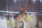 Group herd of caribou reindeers pasturing in snowy landscape, Northern Finland near Norway border, Lapland