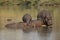 The group or herd of common hippopotamus Hippopotamus amphibius, or hippo is relaxing in the middle of lake during hot days
