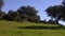 Group herd of grazing white sheeps in pastures near to oak trees of dehesa