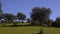 Group herd of grazing white sheeps in pastures near to oak trees of dehesa