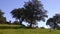 Group herd of grazing white sheeps in pastures near to oak trees of dehesa