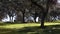 Group herd of grazing white sheeps in pastures near to oak trees of dehesa