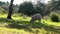 Group herd of grazing white sheeps in pastures near to oak trees of dehesa