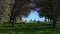 Group herd of grazing white sheeps in pastures near to oak trees of dehesa