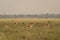 Group or herd of wild blackbuck or antilope cervicapra or indian antelope family in natural grassland landscape of Blackbuck or