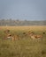 Group or herd of wild blackbuck or antilope cervicapra or indian antelope family in natural grassland landscape of Blackbuck or