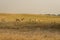 Group or herd of wild blackbuck or antilope cervicapra or indian antelope family in natural grassland landscape of tal chhapar