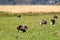 Group of Herdwick sheep grazing in a grass field in the English Lake District, with a lake in the distance, in bright sunshine