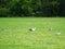 Group of herons standing in a meadow accompanied by a s