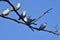 A group of herring Gulls