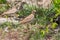 Group of Heuglin\'s (Three-banded) Coursers