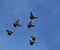 A group of high-born thoroughbred domestic pigeons