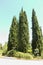 A group of high cypresses.