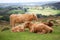 Group of Highland Cattle on Dartmoor