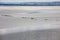 Group of hikers in the bay at low tide. Hike in the bay with a knowledgeable guide. Mont Saint-Michel