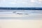 Group of hikers in the bay at low tide. Hike in the bay with a knowledgeable guide. Mont Saint-Michel , Normandy,