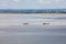 Group of hikers in the bay at low tide. Hike in the bay with a knowledgeable guide. Mont Saint-Michel , Normandy,