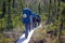 Group of hikers hiking in forest. Hiking in Alaska