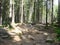 group of hikers on mountain trail in the Carpathian forest