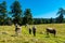 Group of hikers walking on a dirt path  with trees and cows on a sunny day