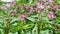 Group of Himalayan Balsam (Impatiens glandulifera) blossom.