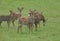 A group of hinds and fawns,   ManchurianSika Deer or Dybowski`s Sika Deer, Cervus nippon mantchuricus, or Cervus nippon dybowskii,