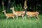 Group of hinds red deer female walking on meadow with spring flowers in front of forest