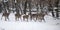 Group of hinds on snow red deer female