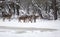 Group of hinds on snow red deer female