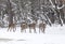 Group of hinds on snow red deer female