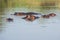 Group of hippo in the water