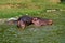 A group of hippopotamus in the Kazing channel waters