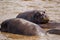 A group of hippopotamus relax in a shallow pond in the Masai Mara