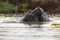 A group of  hippopotamus relaxing in the water