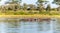 Group of hippopotamus in water