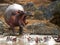 Group of hippopotamus are in the water. Botswana. Okavango Delta.