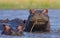 Group of hippopotamus are in the water. Botswana. Okavango Delta.