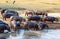 Group of Hippopotamuses drinking water from the dirty pond on a sunny day