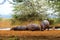 Group of Hippopotamuses lying on the ground with trees in the background