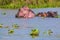 Group of Hippopotamuses lying in the water with green grass in the background