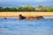 Group of Hippopotamuses lying in the water on a sunny day with trees in the background