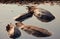 Group of Hippopotamuses resting in the water on a sunny day