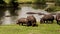 A group of hippos with birds on their backs.