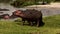 A group of hippos with birds on their backs.