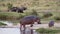 A group of hippos with birds on their backs.