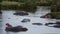 A group of hippos with birds on their backs.