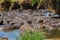 Group of hippos Hippopotamus amphibius in river in Serengeti National Park, Tanzania. Wildlife of Africa