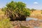 Group of hippos Hippopotamus amphibius in river in Serengeti National Park, Tanzania. Wildlife of Africa